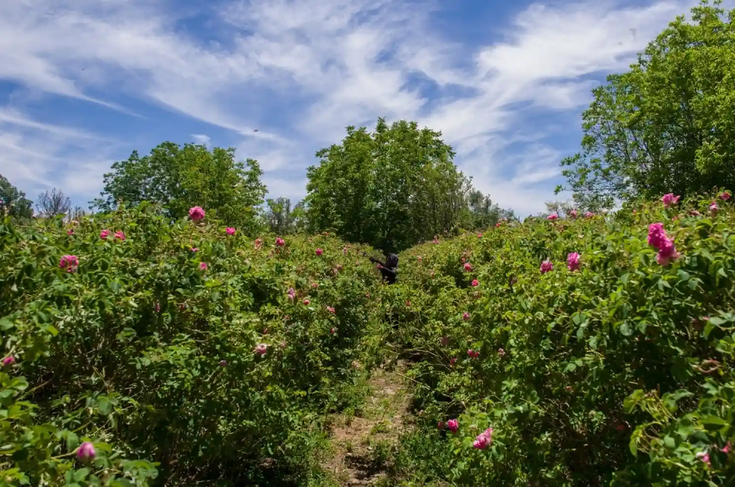 when-is-the-best-time-to-go-to-Morocco-Rose-Farm.webp