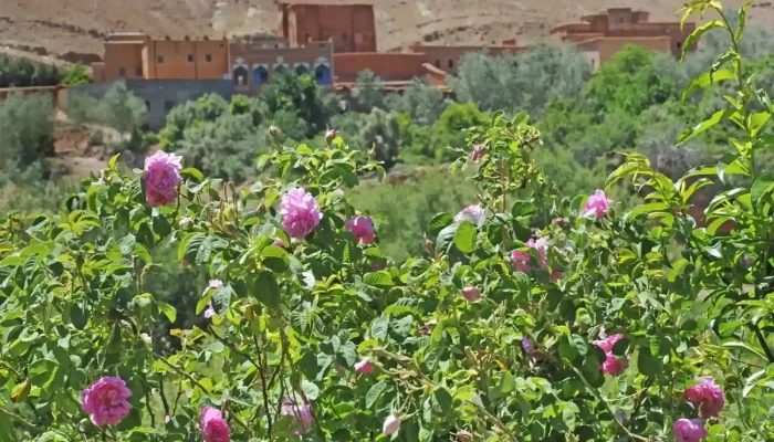 5_days_tour_from_fes_to_Marrakech_Day_4_Rose_Valley-