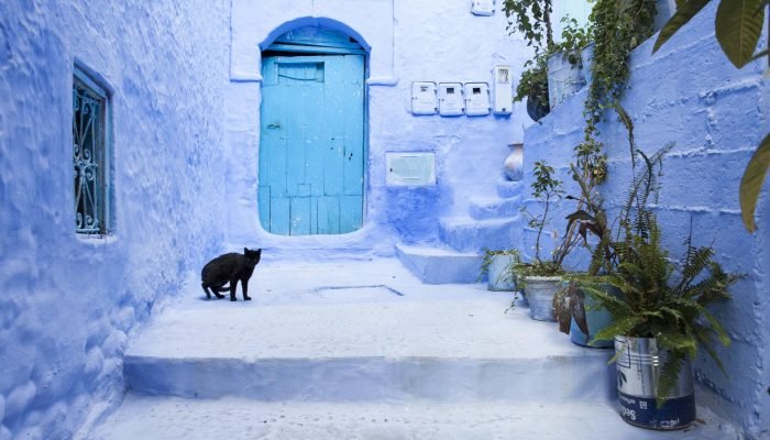 Cats on street in medina of blue town Chefchaouen, Morocco